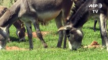 African donkeys butchered to feed China's demand for skins