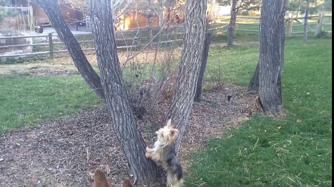Dog Figures Out How To Catch That Cat -  Funny Animals Videos