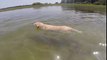 Dog Swims but Doesn't Go Anywhere - Funny Animals Compilation