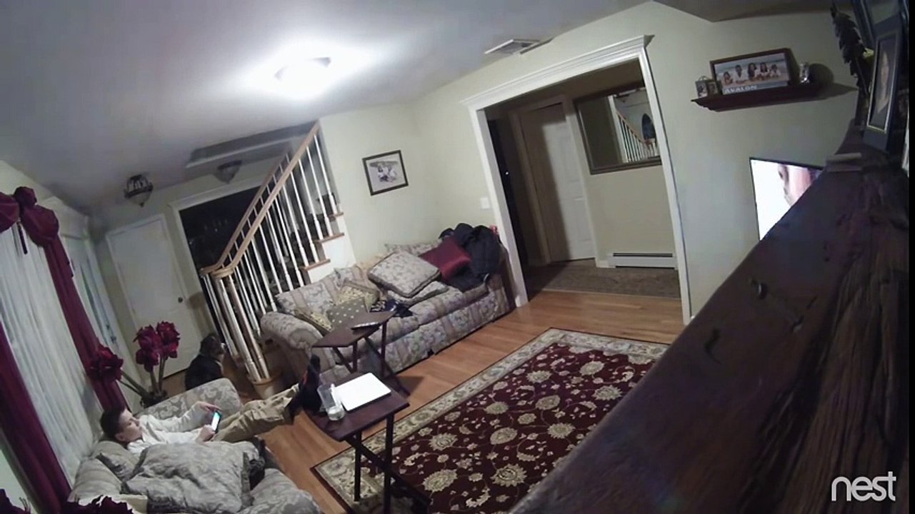 Dog Takes Down TV On Nest Cam - Funny Animals Videos