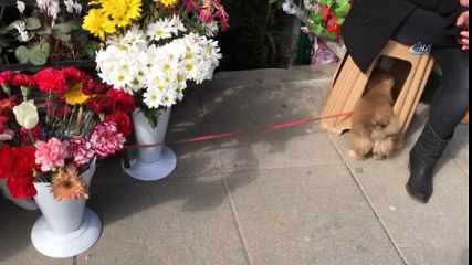 Kedi ve Köpeğin Dostluğu Şaşırttı
