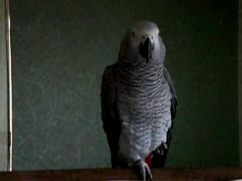 mon petit coco gris du gabon