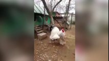 Gallina gigante da la vuelta al mundo: ¿Ave de corral o bestia?