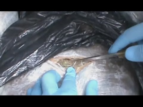 Blitz antidroga tra Sardegna e Roma, 10 arresti (21.03.17)