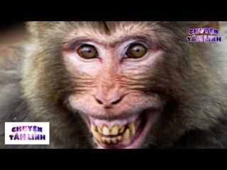 Chuyện Tâm Linh - Câu chuyện nhân quả Tiểu thư khỉ