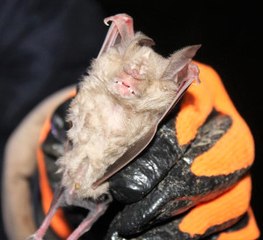 Hassa'da Nesli Tehlike Altındaki Akdeniz Nalburunlu Yarasaya Rastlandı