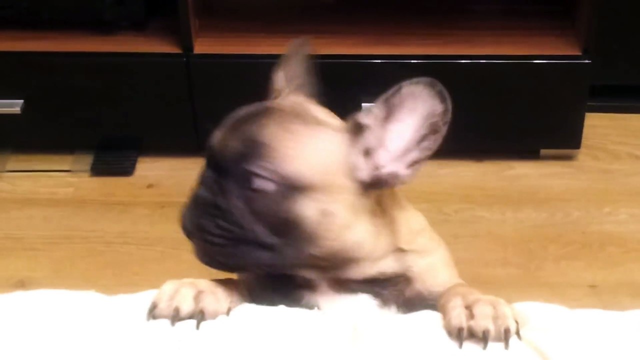 Ce petit bouledogue français devient totalement hystérique quand son maître refuse qu'il monte sur le canapé