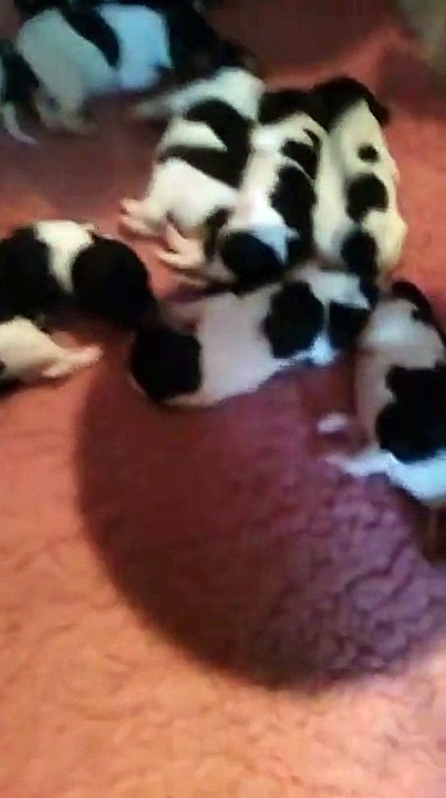 Chiots English Springer Spaniel