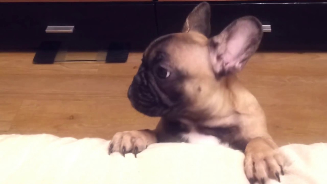 Ce petit chien devient fou parce qu'il ne peut pas monter sur le canapé... Adorable bouledogue