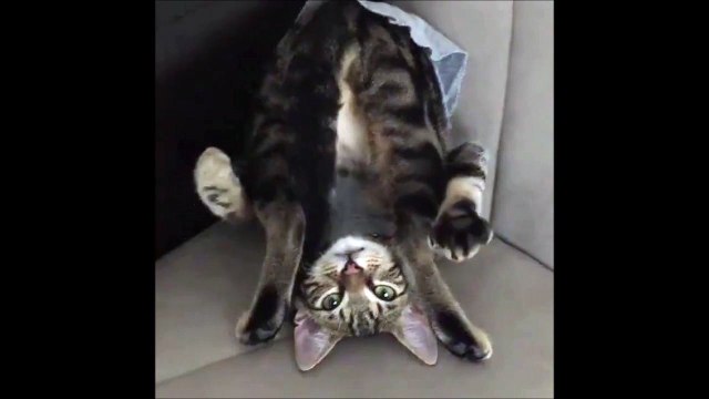 Les chats sont vraiment bizarres... Et tellement mignon