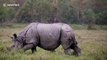 Rhino injured in suspected tiger attack in India