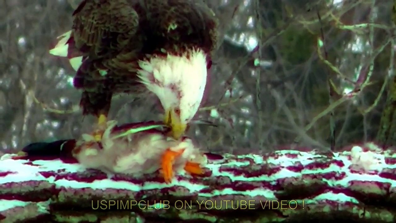 Astonishing video captures the moment Bald Eagle Kills and Eats Duck ! Midwest Minnesota B