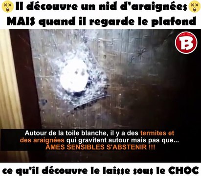 Il découvre un nid d'araignées MAIS quand il regarde le plafond ce qu'il découvre le laisse sous le CHOC