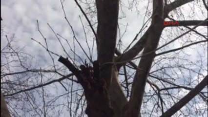 Sakarya Valilik Çınar Ağacının Kesimini Durdurdu