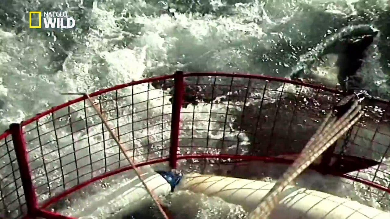 ladaptation-extraordinaire-du-requin-blanc.