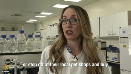 Could Genetically-Modified Larvae Reduce Animal Testing?