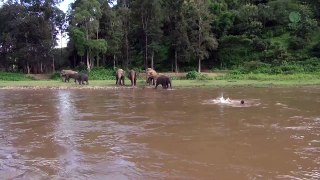 Un éléphant sauve un homme de la noyade !