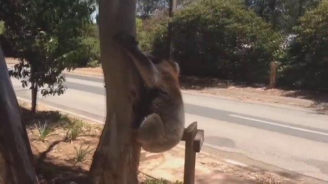 Ce koala se fait salement éjecter d'un arbre !!