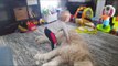 Little Boy Tries to Have Nap on Fluffy Dog