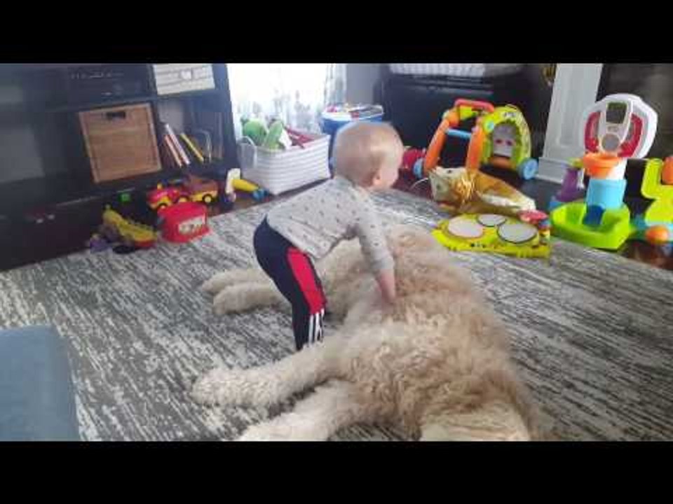 Little Boy Tries to Have Nap on Fluffy Dog