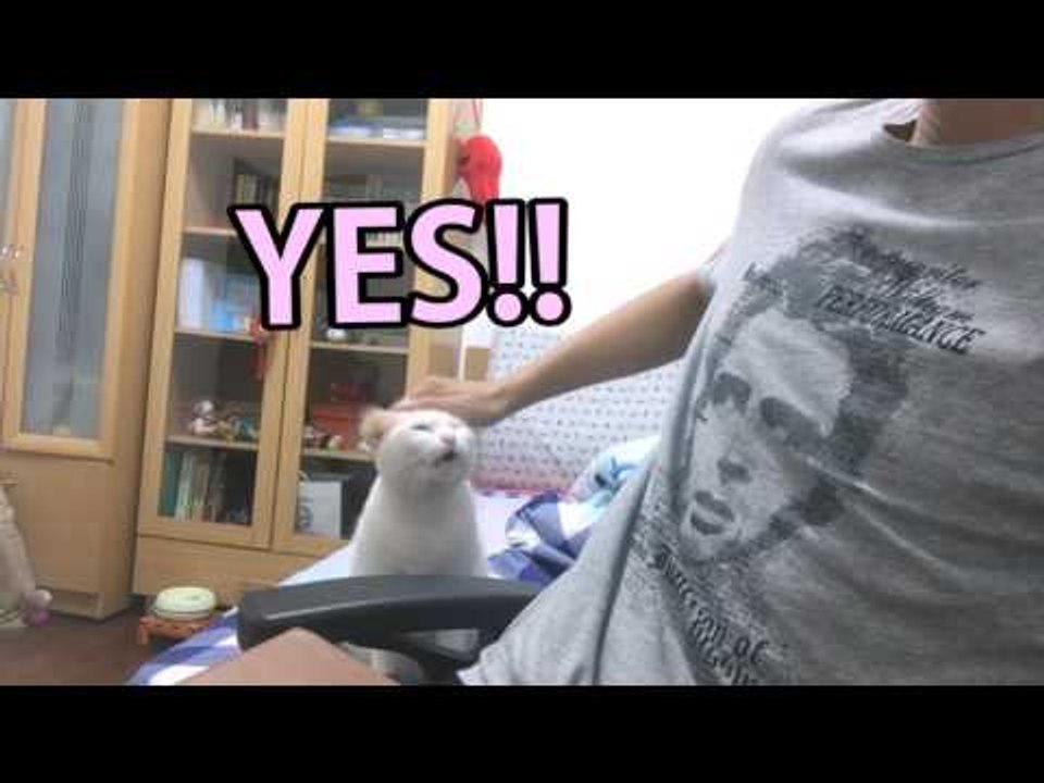 Adorable Blue-Eyed Cat Begs Hard for More Treats