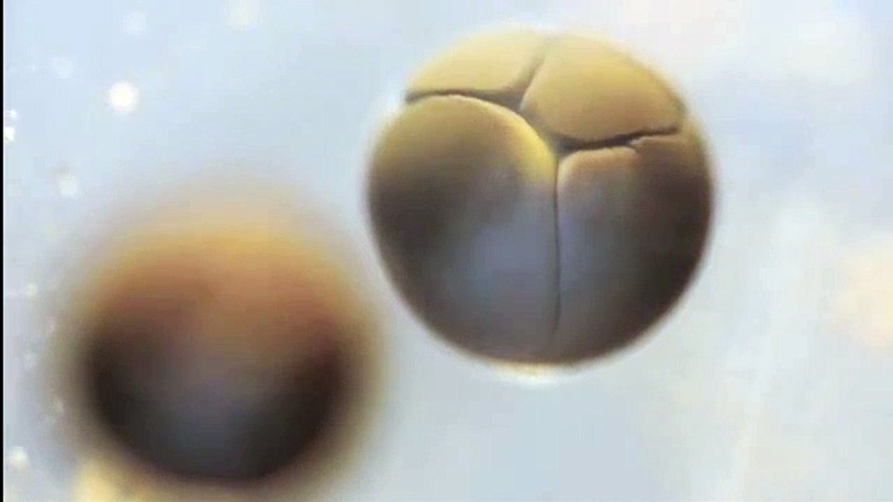 Division cellulaire d’un oeuf de grenouille (Timelapse)