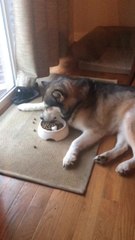 Diva dog won't eat until food is placed right in front of him