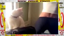 Kız Kediyi Baştan Çıkarttı  Komik Video lar izle