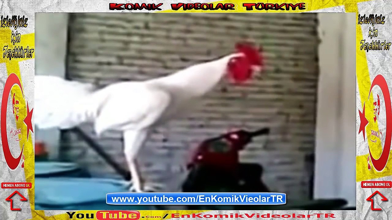 Kahkaha Atan Horoz  Komik Video lar izle