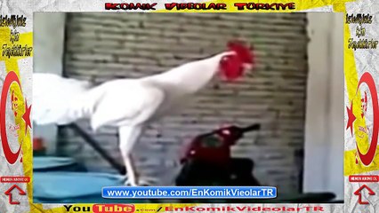 Kahkaha Atan Horoz  Komik Video lar izle