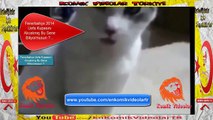 Fenerbahçe 2014 Şampiyon 'u Olucak Dendi Anda Kedi 'nin Tepkisi  Komik Video lar izle