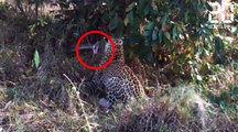 Bagarre entre un léopard et un python ! - Le Rewind du mardi 21 mars 2017