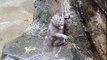 Mil the Japanese macaque baby in rainy day