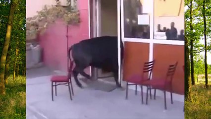 Kahveye dalan efsane boğa