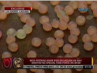 24 Oras: Mga pesteng Knife fish sa Laguna de Bay, sinuyod ng special task force ng BFAR