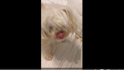 Dog struggles to bury bone in couch