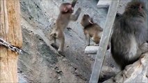 Mil and Liter the Japanese macaque babies playing - MONKEY VIDEOS