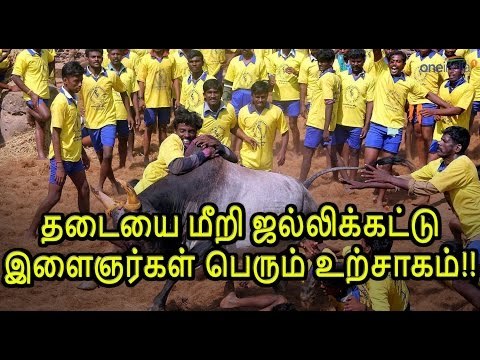 தடையை மீறி ஜல்லிக்கட்டு-இளைஞர்கள் பெரும் உற்சாகம்!!- Oneindia Tamil