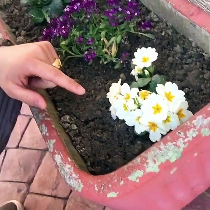 bes kallau
