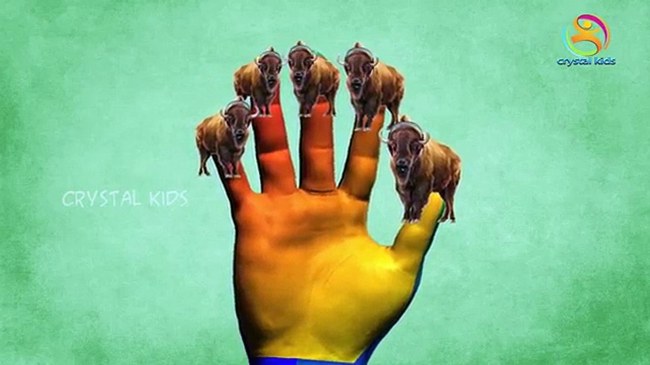 Forest bullock animal 3d nursery children Finger Family English Rhymes