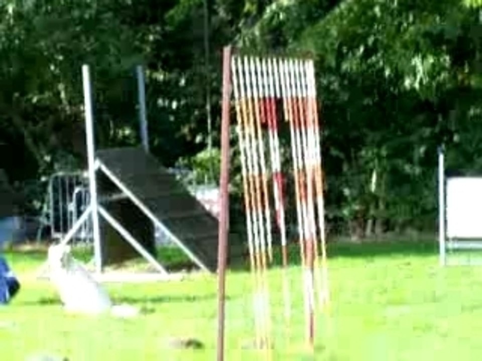 cannelle qui fait un peu d'agility