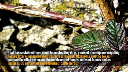 Ranching families across this countryside are now facing an existential threat to a way of life