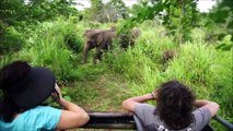 Elephants for Kids - Wildor Children - Elephants Playing