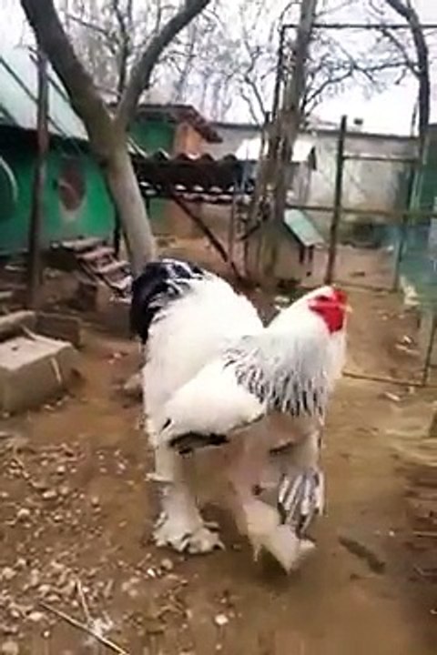 The Big Boss Race  Brahma rooster chicken 超大型公雞 世界真奇妙