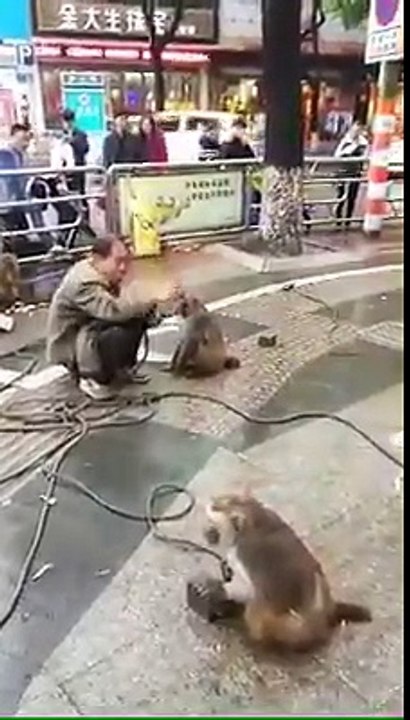 A monkey has dignity and does not accept to be beaten