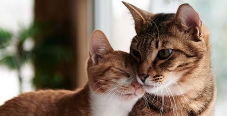 13 Cats With Love Hate Relationships With Water!