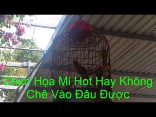 Chim Họa Mi Hot Hay Không Chê Vào Đâu Được