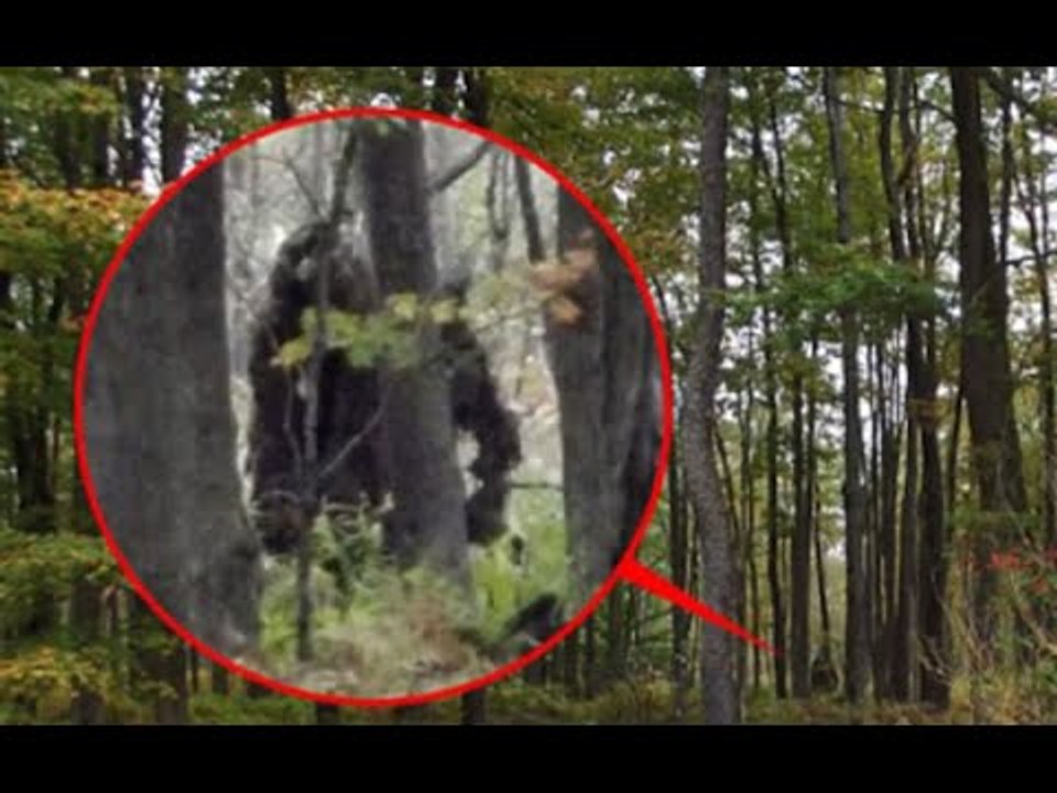 Bigfoot Legende oder Wirklichkeit