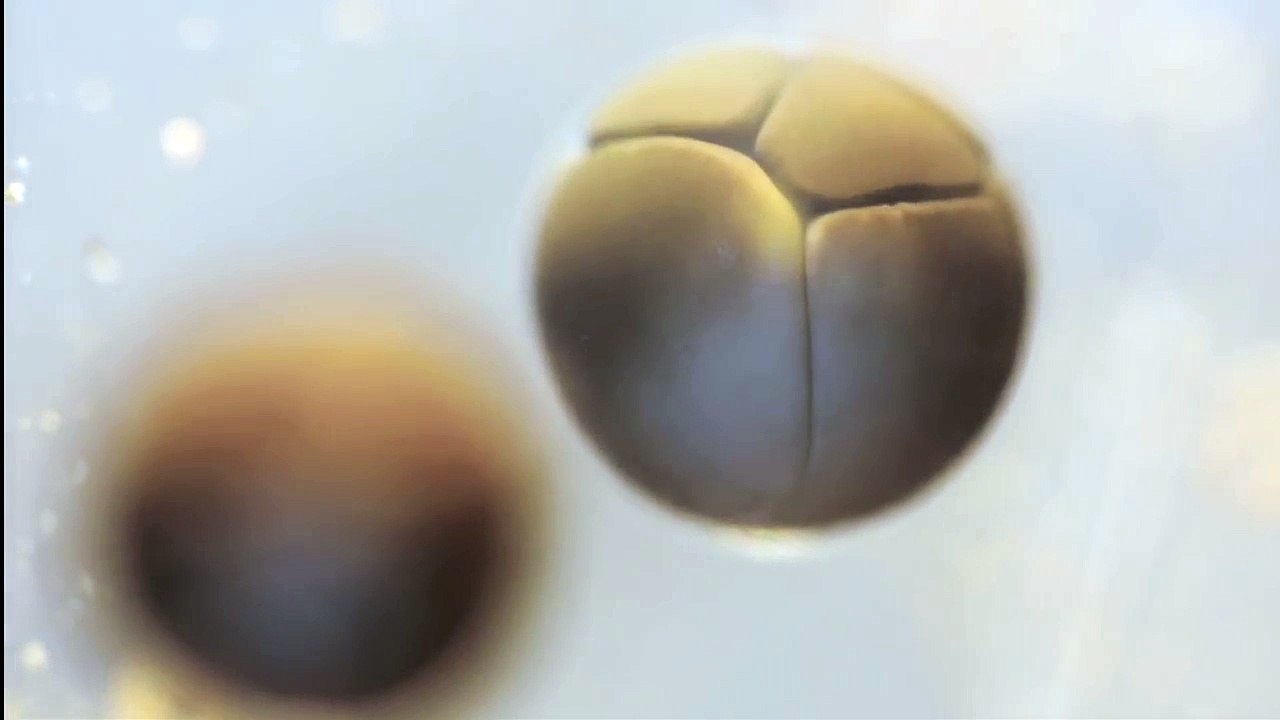 Division cellulaire d’un oeuf de grenouille (Timelapse)