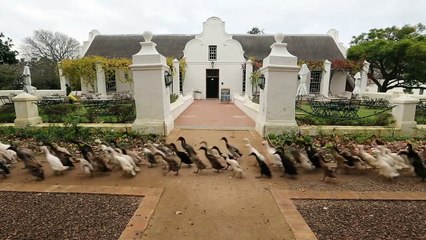 These Duck Runners Were Born To Make You Feel Zen